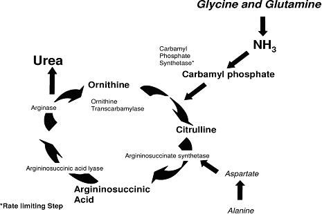 urea cycle