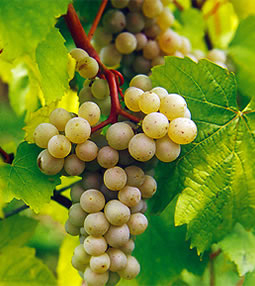 yellow grapes