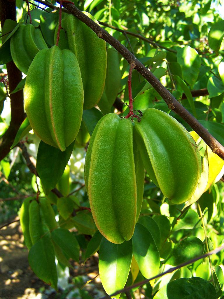 star fruit