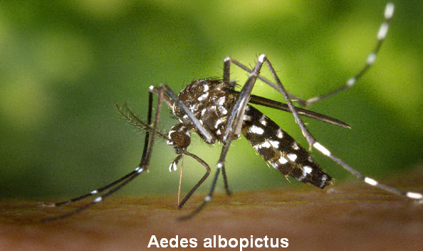 Aedes albopictus