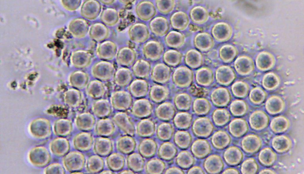 Haematopoietic stem cells